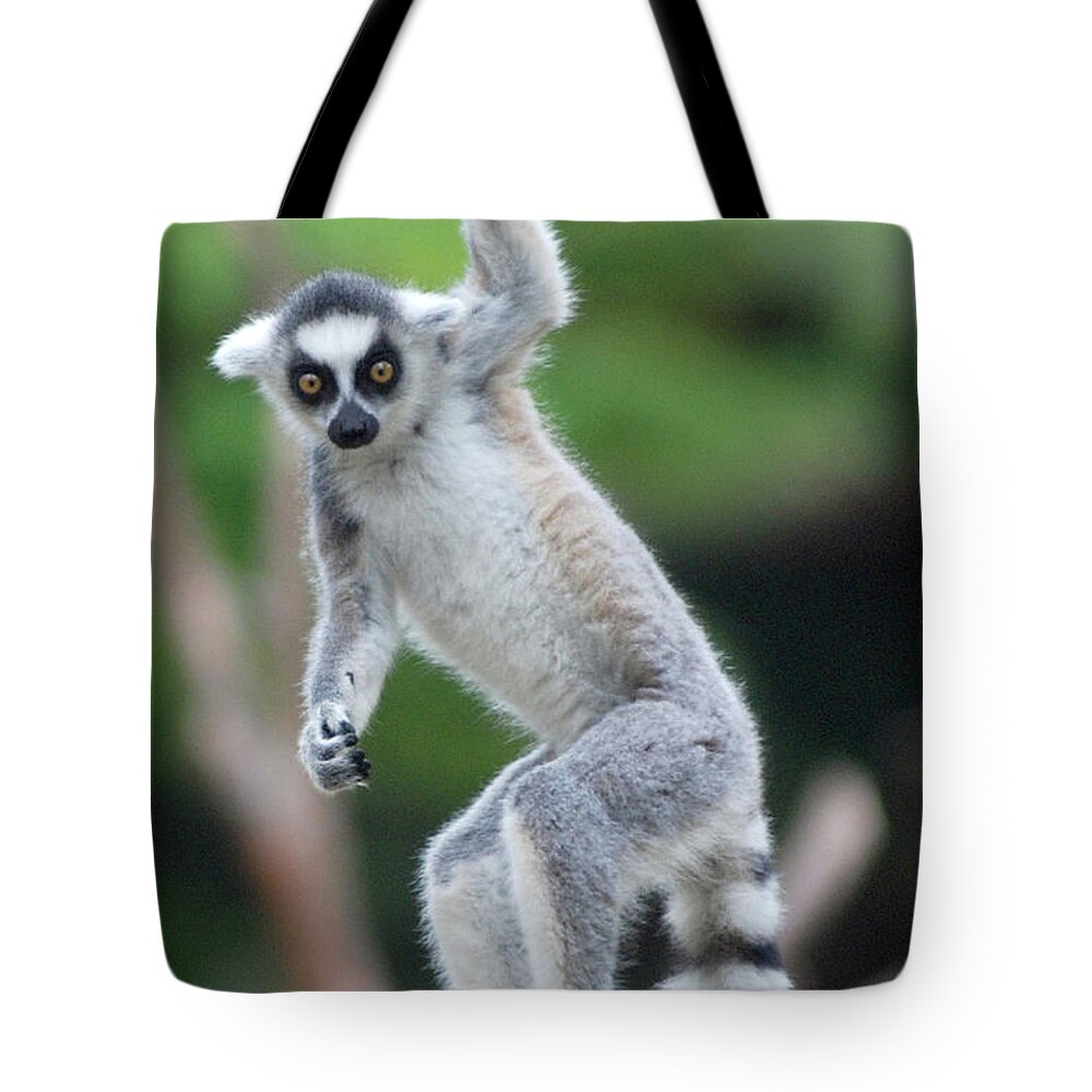 Cotton Tote Bag I Love Lemurs 